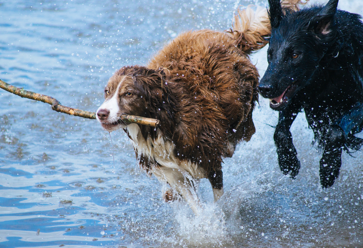 True photo of two dogs running side-by-side in shallow water